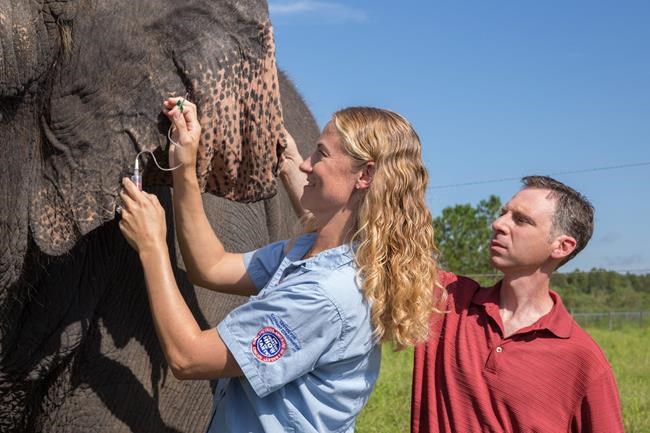 Elephants have surplus of cancer-fighting genes, studies find - results that might help humans | iNFOnews.ca