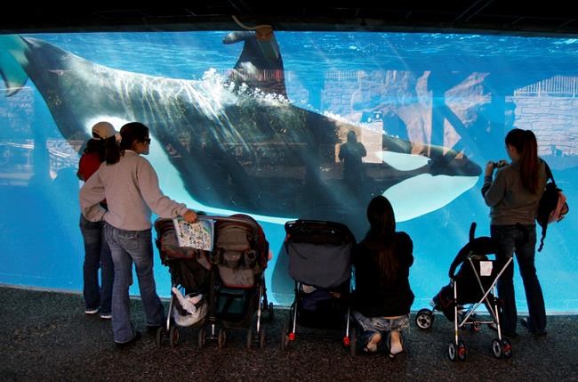 SeaWorld mulls over next step after California bans orca breeding as condition to new tanks | iNFOnews.ca