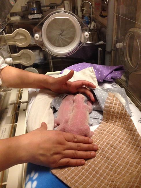 Panda gives birth to two cubs at Toronto Zoo; won't be on display for 5 months | iNFOnews.ca