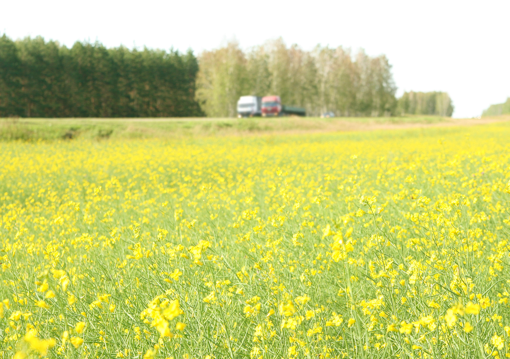Third girl dies after being buried in truckload of canola on central Alberta farm | iNFOnews.ca