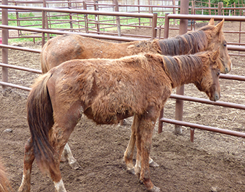 Animal seizure leads to guilty pleas by B.C. mom and daughter in cruelty case | iNFOnews.ca