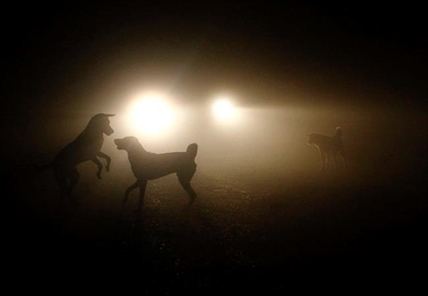 Where did dogs first appear? DNA study suggests Central Asia was the original spot for Spot | iNFOnews.ca