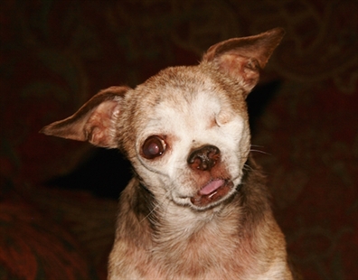 Harley the Chihuahua: Oldest, smallest and most unlikely dog honoured in hero contest | iNFOnews.ca