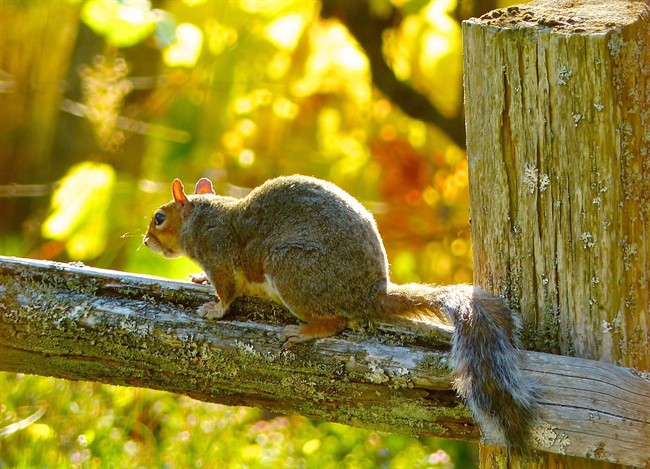 Bad taste: To discourage deer, rodents and other predators, pick bulbs they don't like | iNFOnews.ca Bad taste: To discourage deer, rodents and other predators, pick bulbs they don't like | iNFOnews.ca