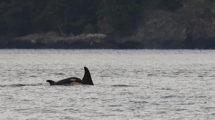 Cause of death unknown after orca calf found dead on Vancouver Island coast | iNFOnews.ca