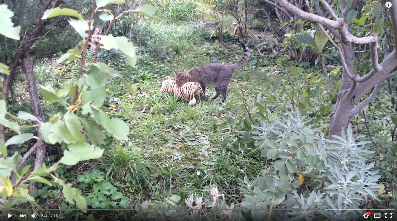 TRENDING NOW: Cat steals neighbour's stuffed tiger | iNFOnews.ca