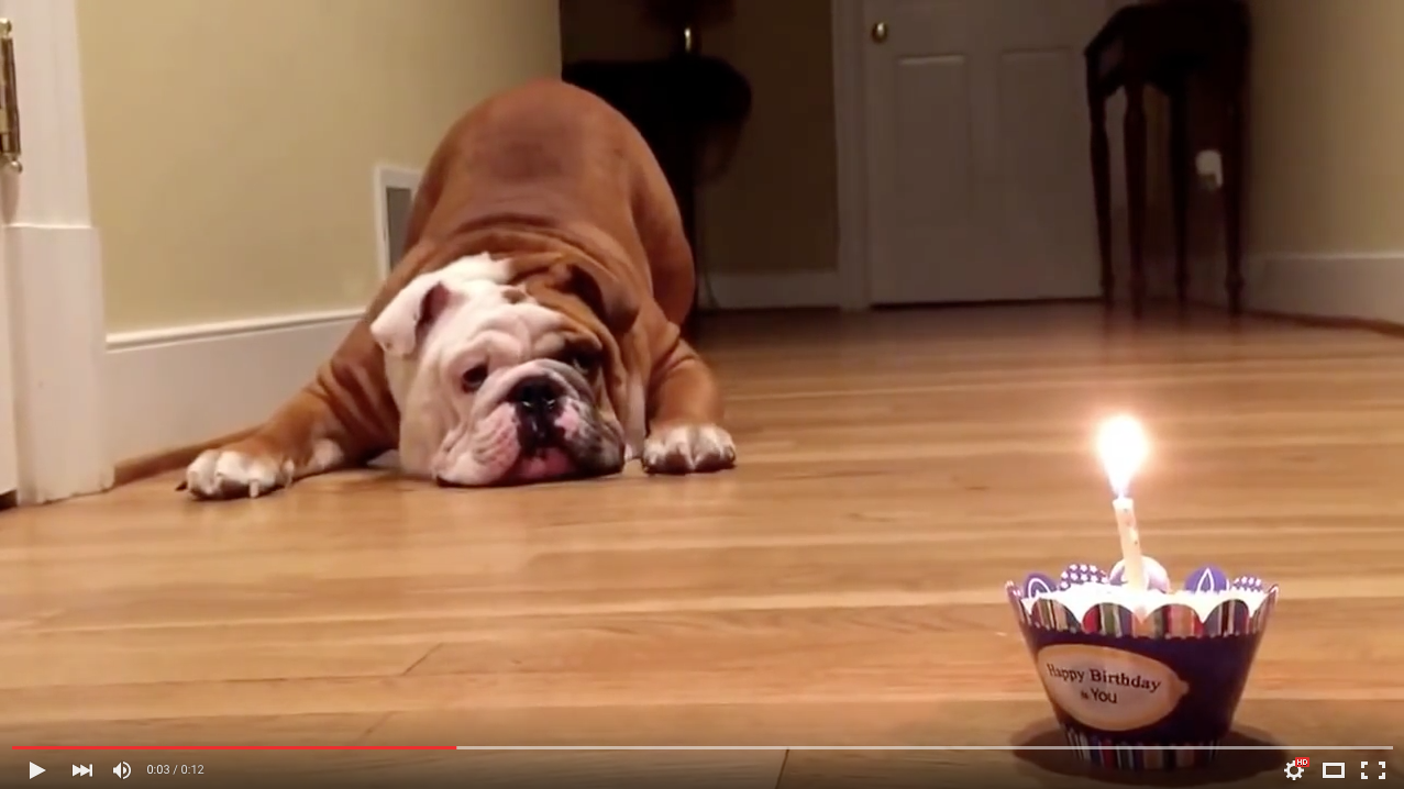 TRENDING NOW: Adorable bulldog not sure about birthday pup-cake | iNFOnews.ca
