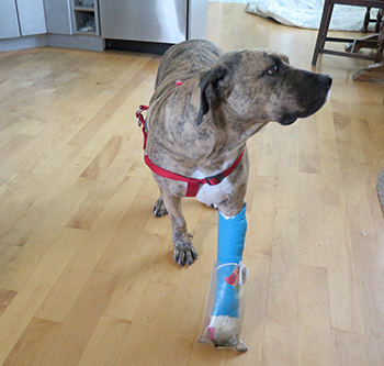 Six months in jail for B.C. man who beat dog named Bryn with baseball bat | iNFOnews.ca