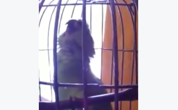 TRENDING NOW: Parrot takes on crying kids | iNFOnews.ca