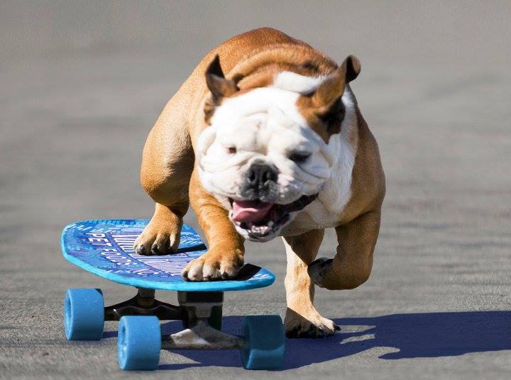 Tillman the record-holding skateboarding bulldog dies | iNFOnews.ca Tillman the record-holding skateboarding bulldog dies | iNFOnews.ca