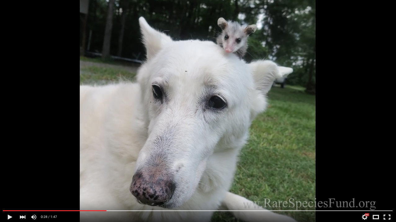 TRENDING NOW: Dog becomes foster parent for baby opossum | iNFOnews.ca TRENDING NOW: Dog becomes foster parent for baby opossum | iNFOnews.ca