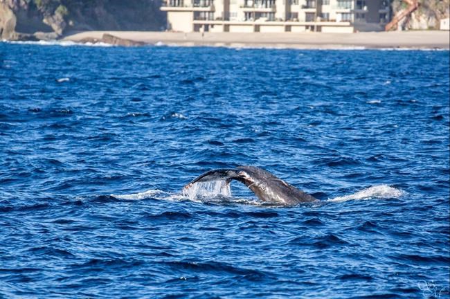 Rescuers manage to untangle whale in 2-day operation off California coast | iNFOnews.ca