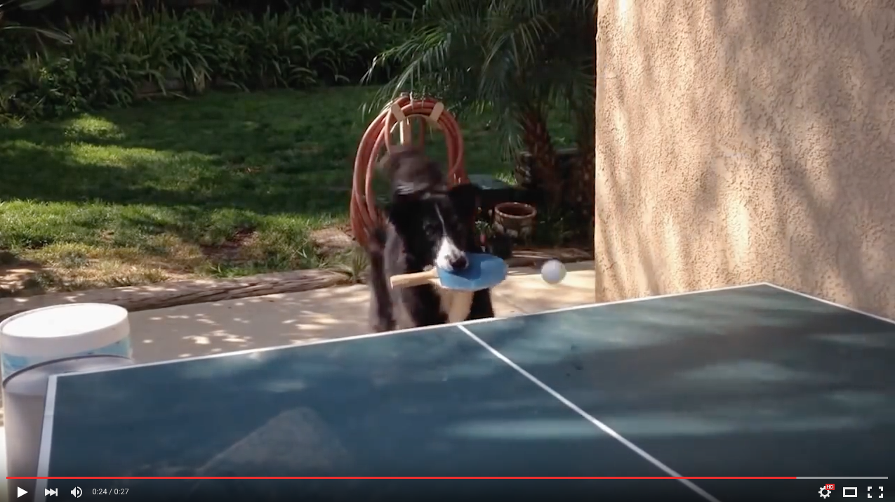 TRENDING NOW: Dog plays pretty good ping pong | iNFOnews.ca