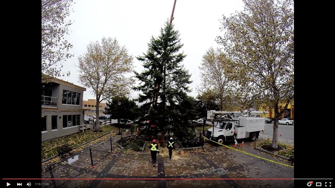 City seeks healthy evergreen for Roxby Square | iNFOnews.ca