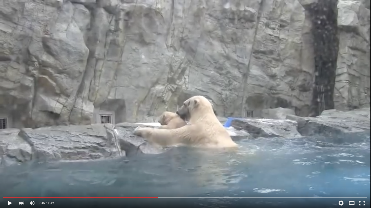 TRENDING NOW: Adorable polar bear cub can't swim yet | iNFOnews.ca