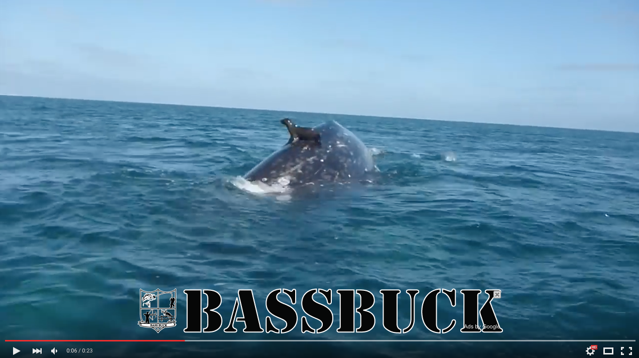 TRENDING NOW: Seal takes a ride on a whale | iNFOnews.ca