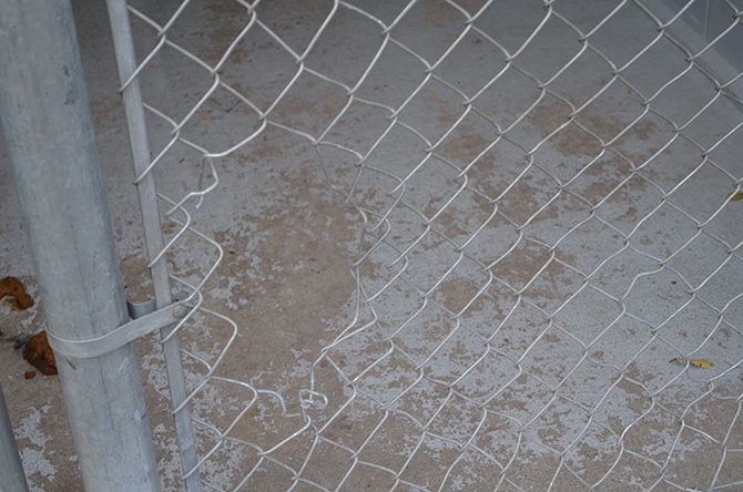 Dog stolen from Penticton SPCA | iNFOnews.ca Dog stolen from Penticton SPCA | iNFOnews.ca