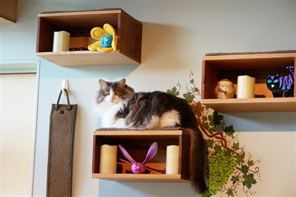 Catify to satisfy: New book offers tips on how to create a cat-friendly home | iNFOnews.ca Catify to satisfy: New book offers tips on how to create a cat-friendly home | iNFOnews.ca