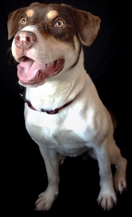 After New Hampshire dog's death, long odds confront effort to ban use of guns to put pets down | iNFOnews.ca After New Hampshire dog's death, long odds confront effort to ban use of guns to put pets down | iNFOnews.ca