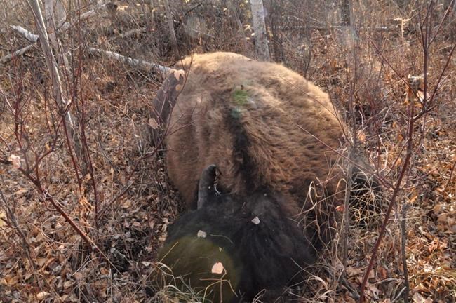 Two bison shot, killed in Elk Island National Park east of Edmonton | iNFOnews.ca Two bison shot, killed in Elk Island National Park east of Edmonton | iNFOnews.ca