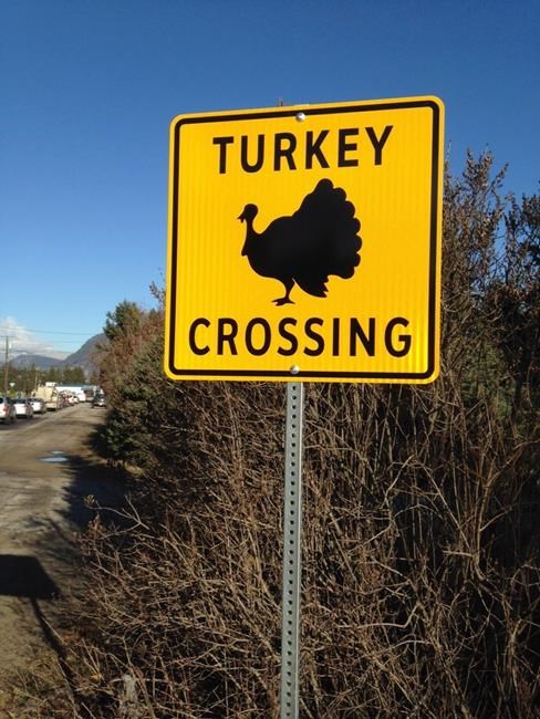Signs have turkeys crossing road instead of landing on windshields in West Kootenay town | iNFOnews.ca Signs have turkeys crossing road instead of landing on windshields in West Kootenay town | iNFOnews.ca