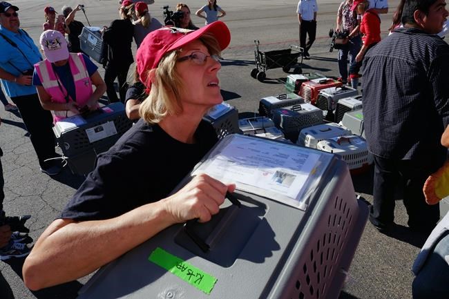 Group flies 800 dogs, cats from California to shelters in other states to help them find homes | iNFOnews.ca Group flies 800 dogs, cats from California to shelters in other states to help them find homes | iNFOnews.ca