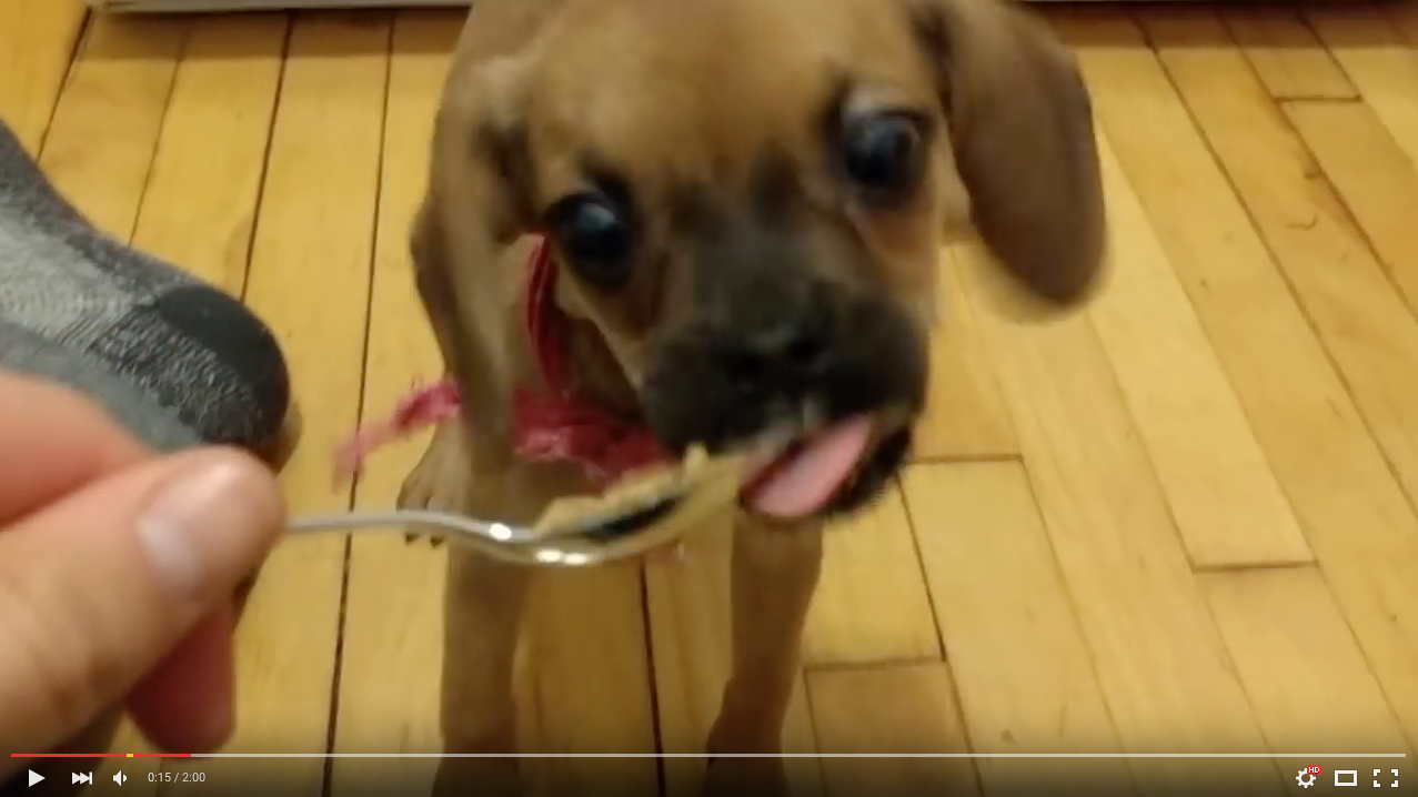 TRENDING NOW: Puppy's first spoonful of peanut butter | iNFOnews.ca