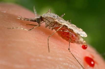 Scientists hatch malaria-resistant mosquitoes and way to drive spread of that protective gene | iNFOnews.ca Scientists hatch malaria-resistant mosquitoes and way to drive spread of that protective gene | iNFOnews.ca