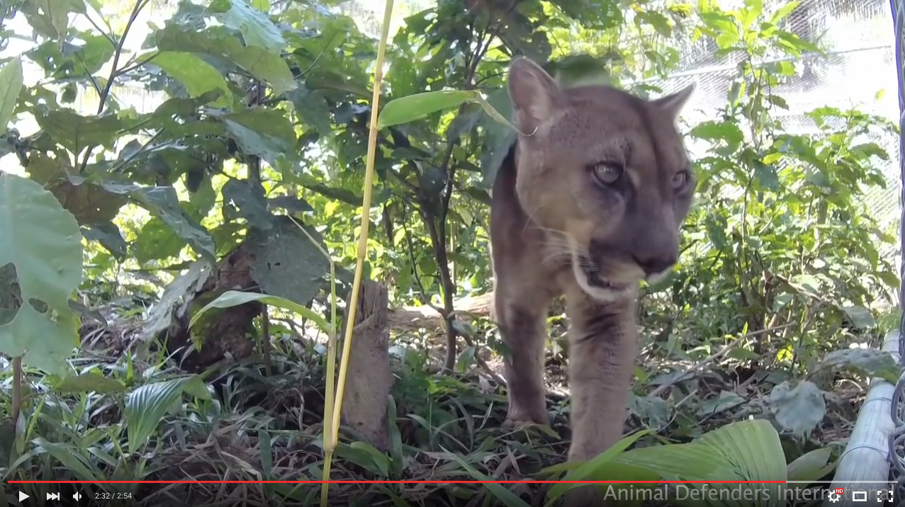 TRENDING NOW: Circus mountain lion released into wild | iNFOnews.ca TRENDING NOW: Circus mountain lion released into wild | iNFOnews.ca