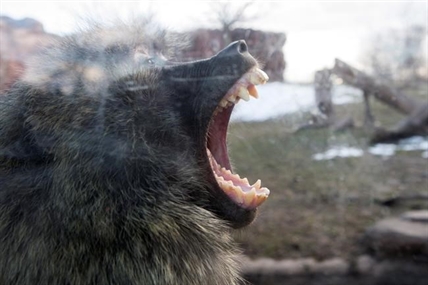 Brutal baboon battle erupts for throne at Toronto Zoo after matriarch dies | iNFOnews.ca