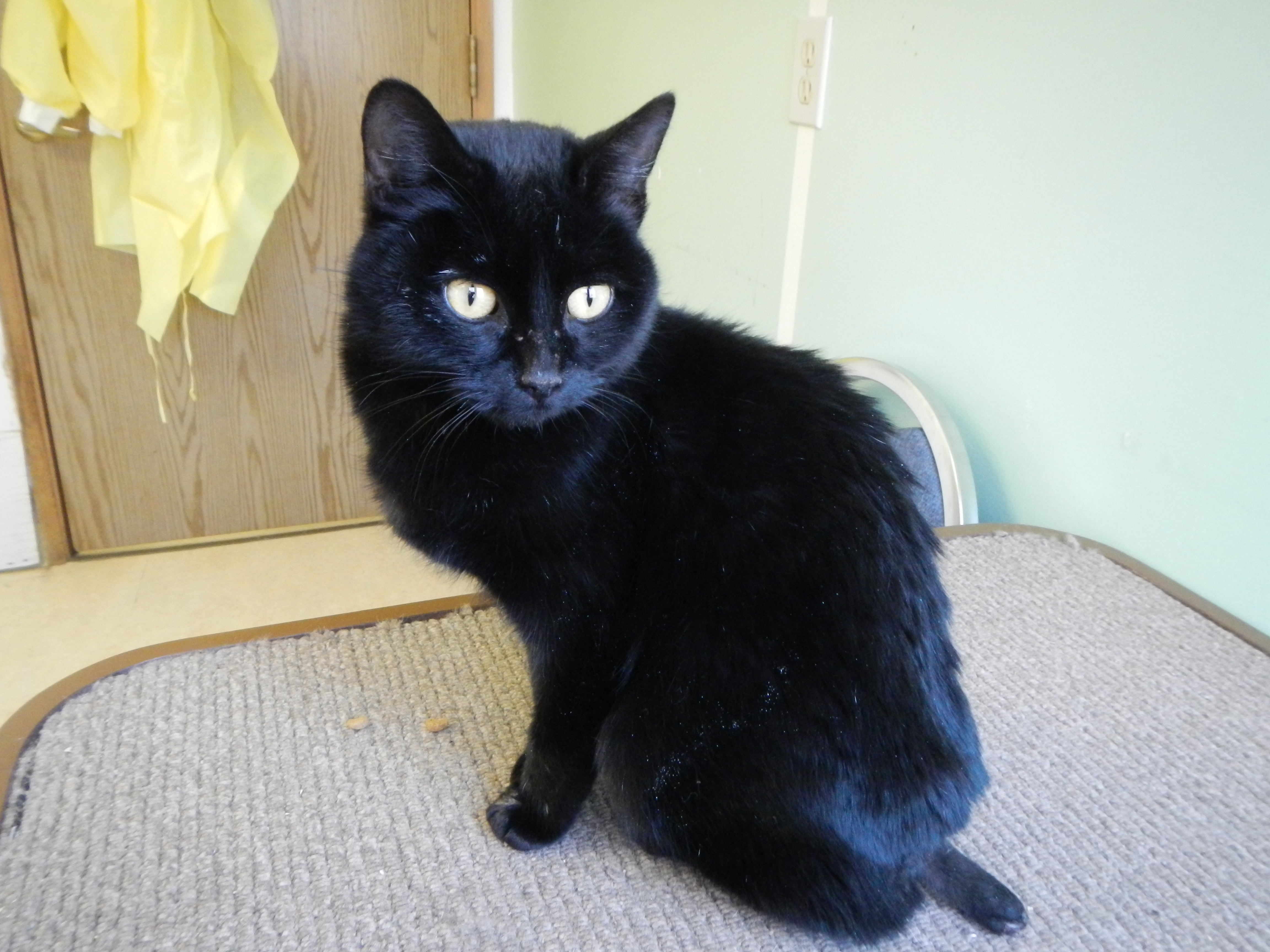 Cat bleeding from severed tail tossed 'like trash' at Cranbrook dump | iNFOnews.ca