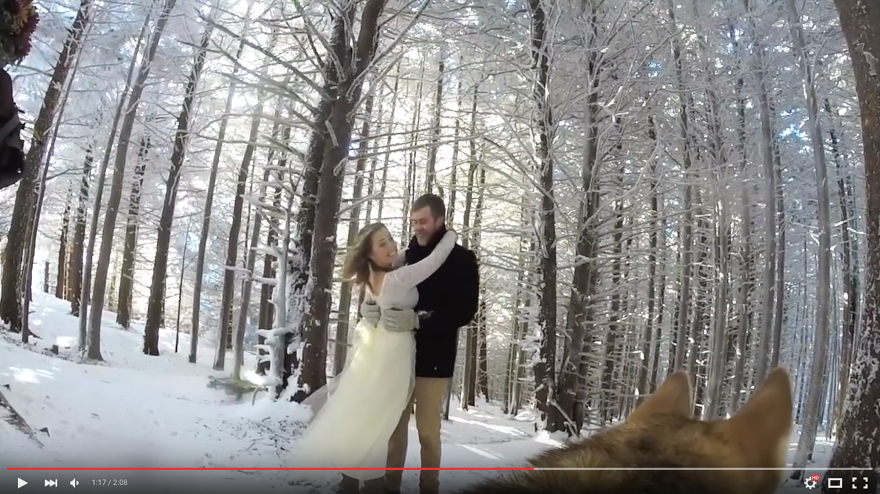 TRENDING NOW: Awesome wedding video from dog's perspective | iNFOnews.ca