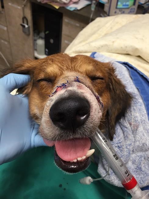 Nicaraguan beagle mix has successful snout-saving surgery in Ottawa | iNFOnews.ca