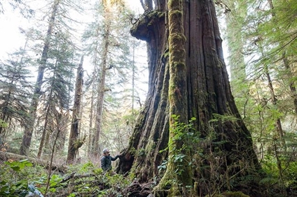 Group calls on B.C. to toughen protection for giant trees to aid climate change | iNFOnews.ca