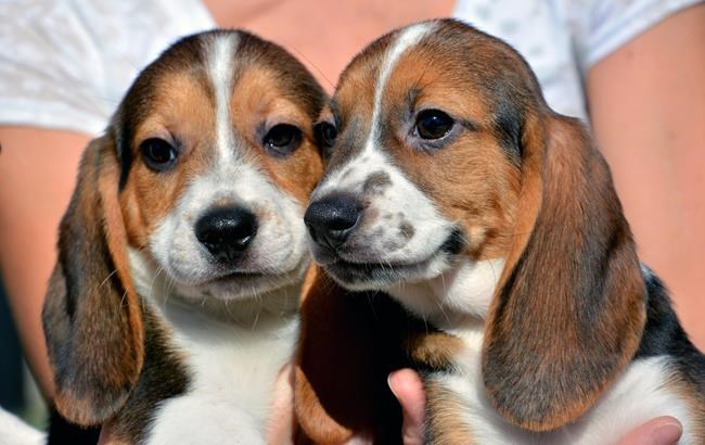 First test-tube puppies in the world a success, now five months old | iNFOnews.ca