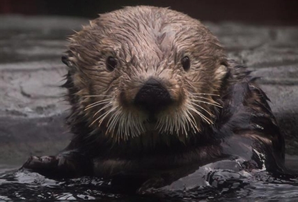 Sea otter that recovered from gunshot wounds dies at Vancouver Aquarium | iNFOnews.ca