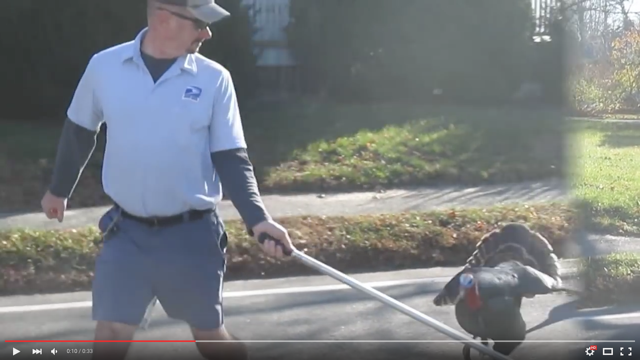 TRENDING NOW: Letter carrier attacked by turkeys 'everday' | iNFOnews.ca TRENDING NOW: Letter carrier attacked by turkeys 'everday' | iNFOnews.ca