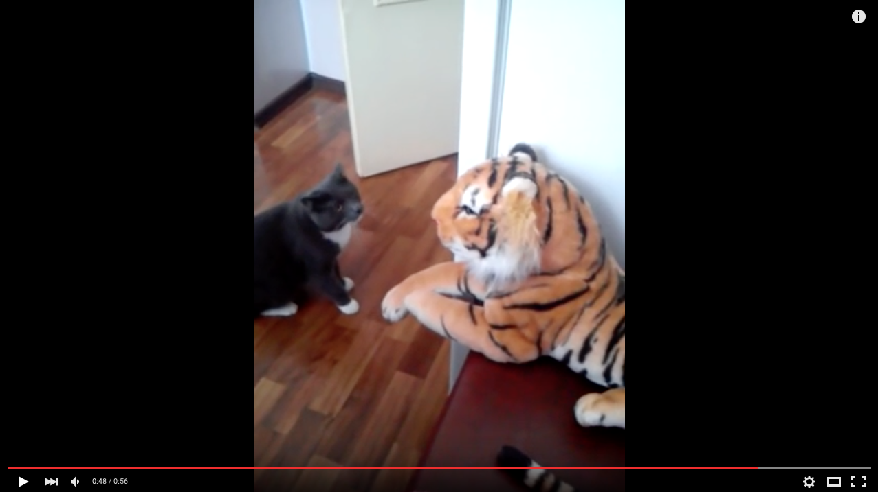 TRENDING NOW: Cat gives stuffed tiger a beating | iNFOnews.ca TRENDING NOW: Cat gives stuffed tiger a beating | iNFOnews.ca