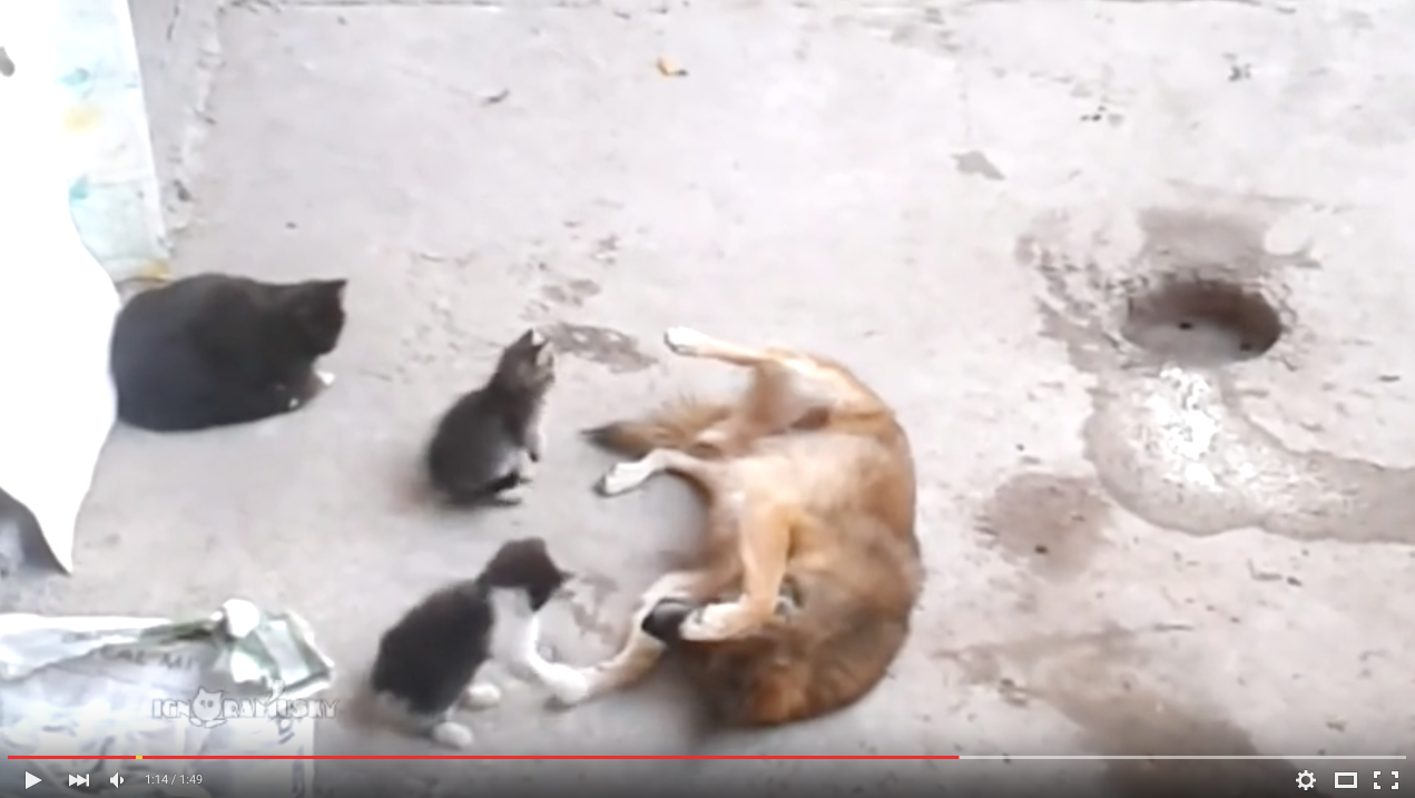 TRENDING NOW: Mama cat lets kittens play with dog | iNFOnews.ca TRENDING NOW: Mama cat lets kittens play with dog | iNFOnews.ca