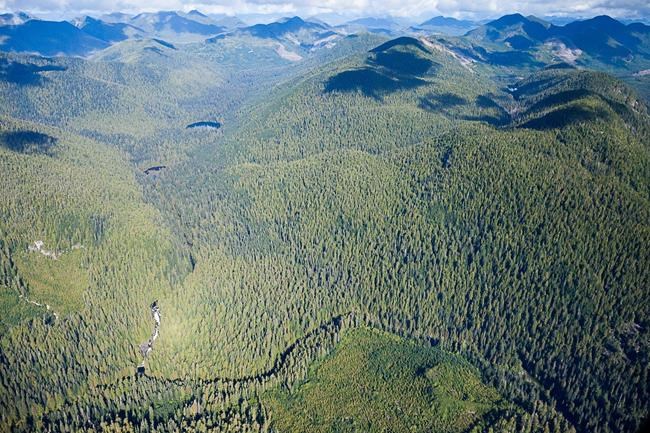 Group representing 73 businesses calls on B.C. to halt logging of ancient trees | iNFOnews.ca