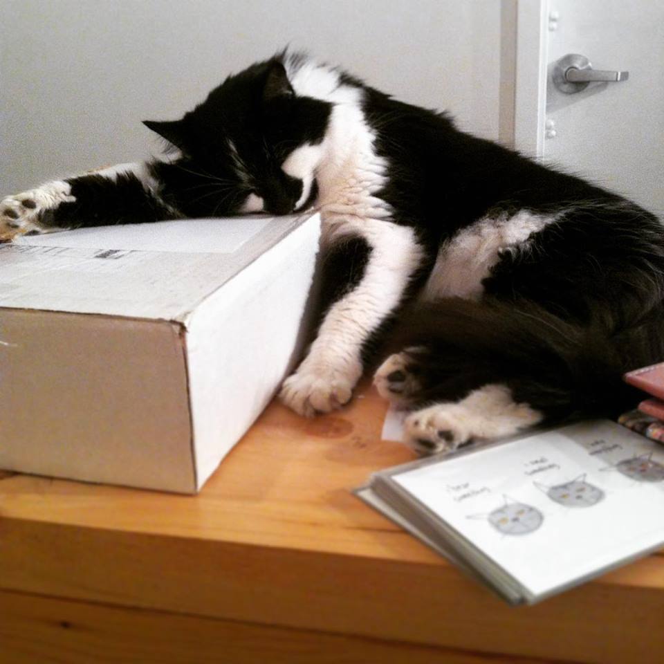 Vancouver 'Catfe' opens as cats and customers mingle | iNFOnews.ca