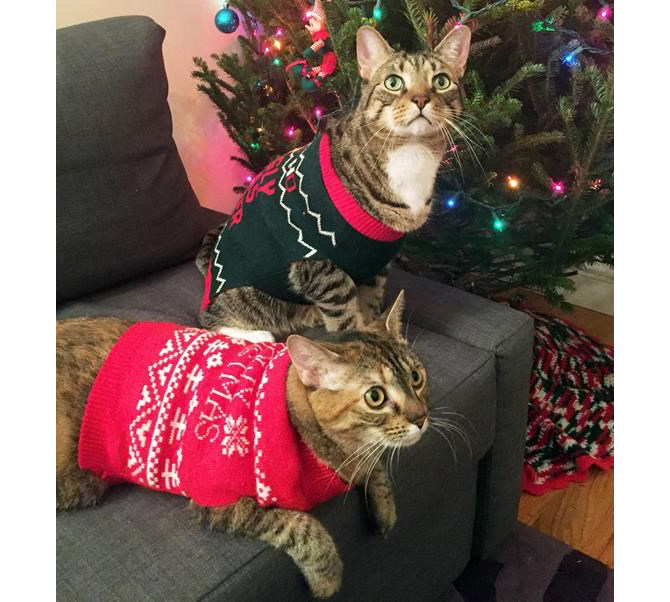 Cats and dogs get in on trend of ugly holiday sweaters | iNFOnews.ca