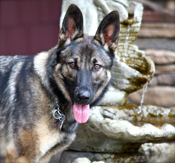 A dog bite, an arrest, an RCMP firing and lots of finger-pointing in Vernon neighbour dispute | iNFOnews.ca A dog bite, an arrest, an RCMP firing and lots of finger-pointing in Vernon neighbour dispute | iNFOnews.ca
