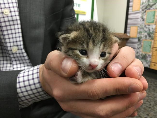 Worker rescues tiny kitten from conveyor belt at Northern California recycling plant | iNFOnews.ca