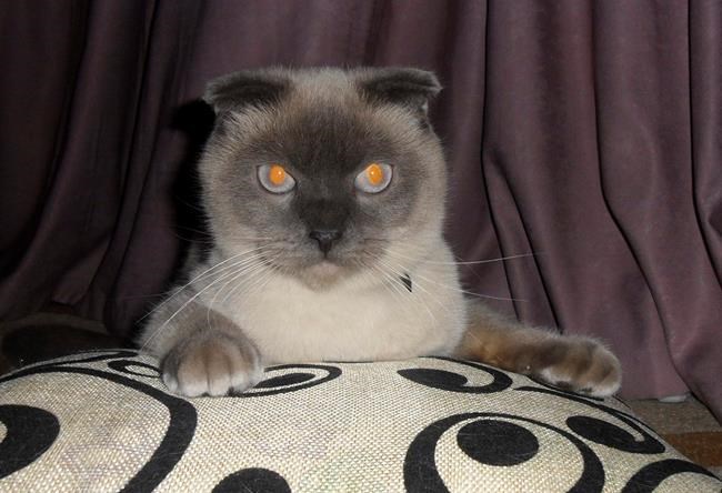 Cat more popular than six mayoral candidates in Siberian city | iNFOnews.ca Cat more popular than six mayoral candidates in Siberian city | iNFOnews.ca