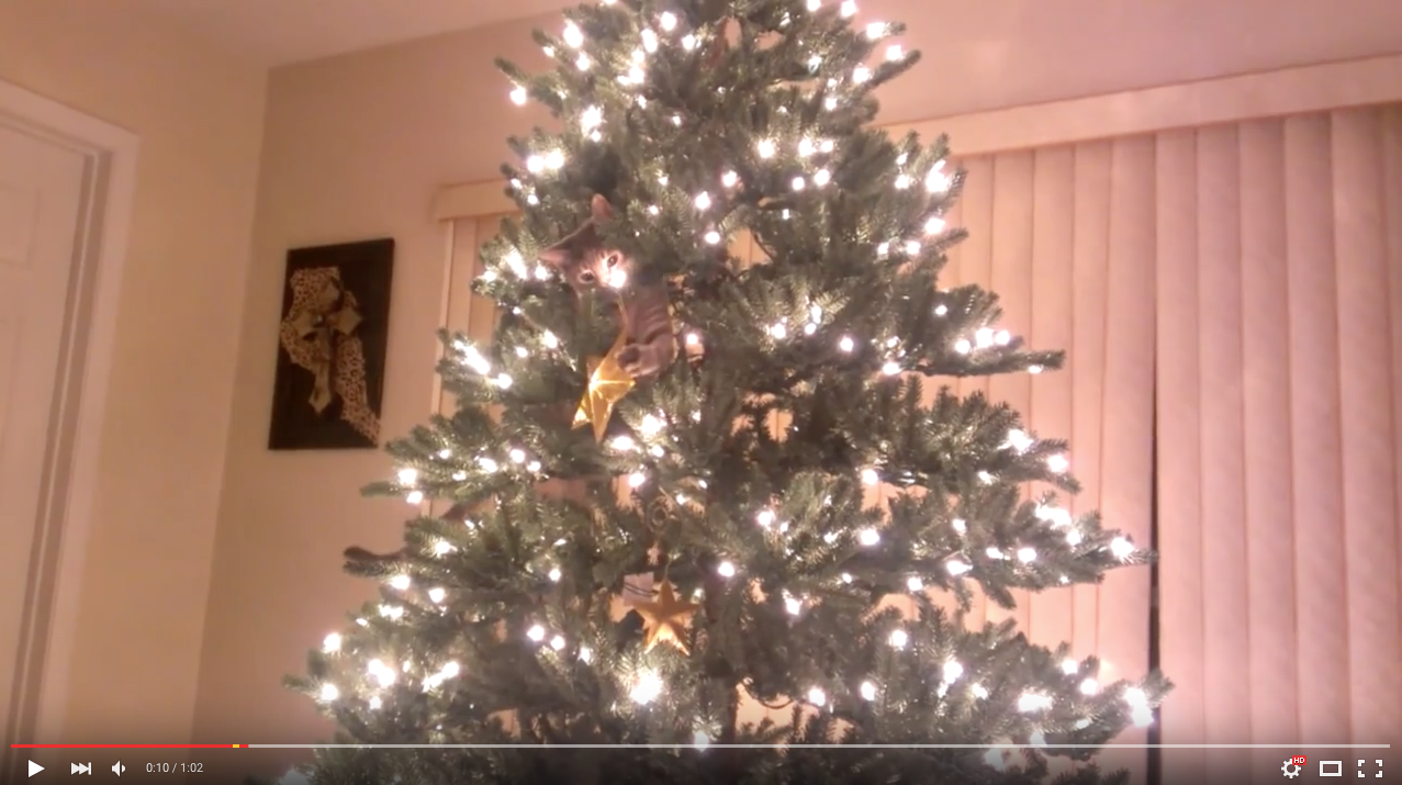 TRENDING NOW: Cat versus Christmas tree | iNFOnews.ca