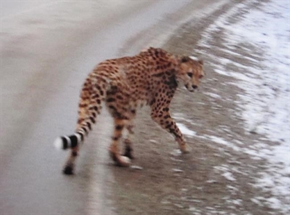 Search over for wandering cheetah, B.C. authorities question person of interest | iNFOnews.ca