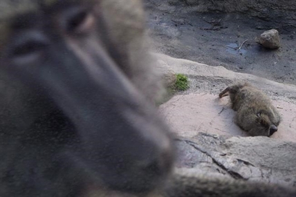 Animals in the Canadian spotlight in 2015 | iNFOnews.ca