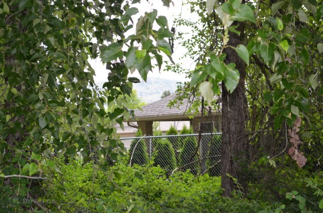 Landowner sued after tree falls in protected heron habitat | iNFOnews.ca Landowner sued after tree falls in protected heron habitat | iNFOnews.ca