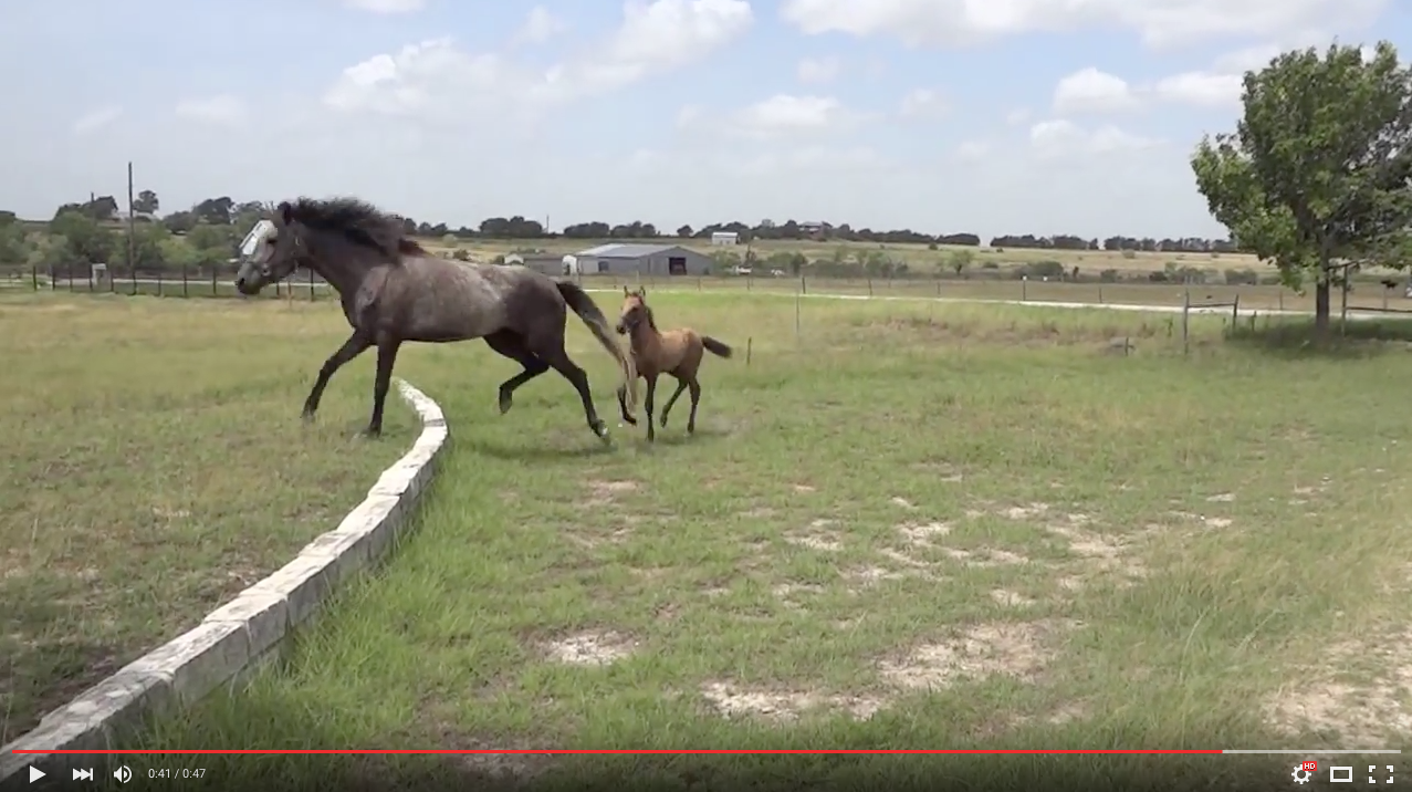 TRENDING NOW: Momma horse teaches her baby | iNFOnews.ca